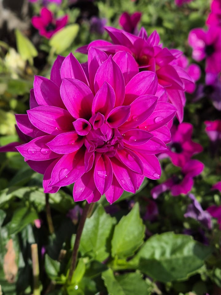 Purple Dahlia Flower